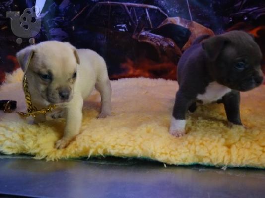PoulaTo: Active Male And Female American PITBULL Puppies for sale